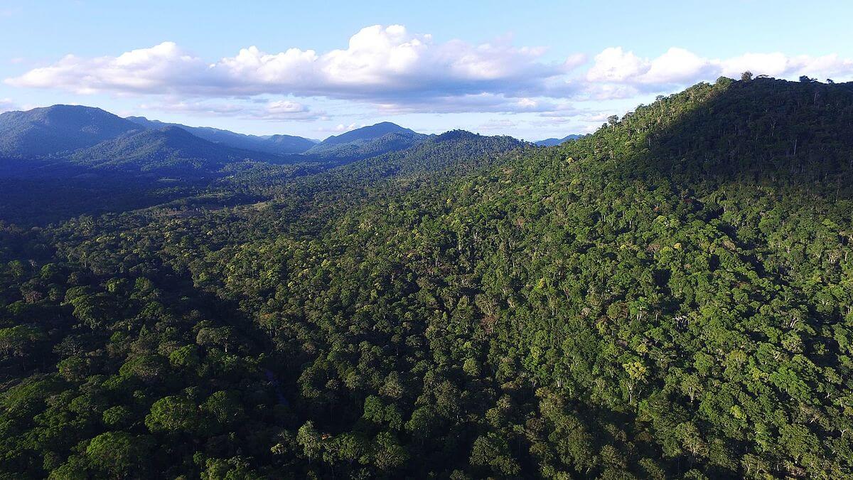Лес мата Бразилия